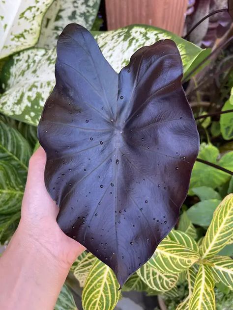 Colocasia 'Black Coral' – Photos, Growing Tips, Where to Buy - Garden Lovers Club Black Coral Elephant Ear, Hibiscus Shrub, Colocasia Esculenta, Blue Veins, Pink Perennials, Garden Problems, Goth Garden, Plant Wishlist, Elephant Ear Plant