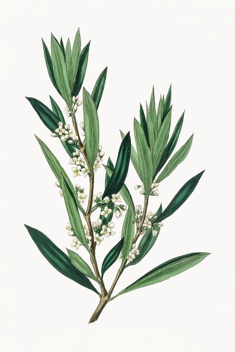 Botanical olive branch vintage illustration | premium image by rawpixel.com / nook Olive Watercolor, Plant Sketch, Drawing Plants, Plant Sketches, Sketch Free, Free Drawing, Olive Leaves, Free Illustration Images, Plant Drawing