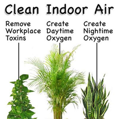 How to Grow Fresh Air Indoor Plants Clean Air, نباتات منزلية, Improve Indoor Air Quality, Inside Plants, Best Indoor Plants, Air Purifying Plants, Air Purifying, Plants Indoor, House Plants Indoor