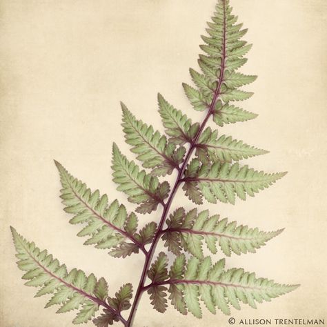 Japanese painted fern Japanese Fern, Painted Fern, Fern Art, Japanese Painted Fern, Fern Prints, Fern Tattoo, Woodland Wall Art, Nature Art Prints, Illustration Botanique