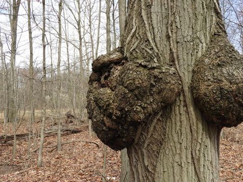 Large burl on a tree on my property....what's it worth? - by Cory @ LumberJocks.com ~ woodworking community Cedar Burl, Child Reference, Tree Burl, Tree Felling, My Property, Wood Turner, Tree Service, Long Island Ny, Wood Tree