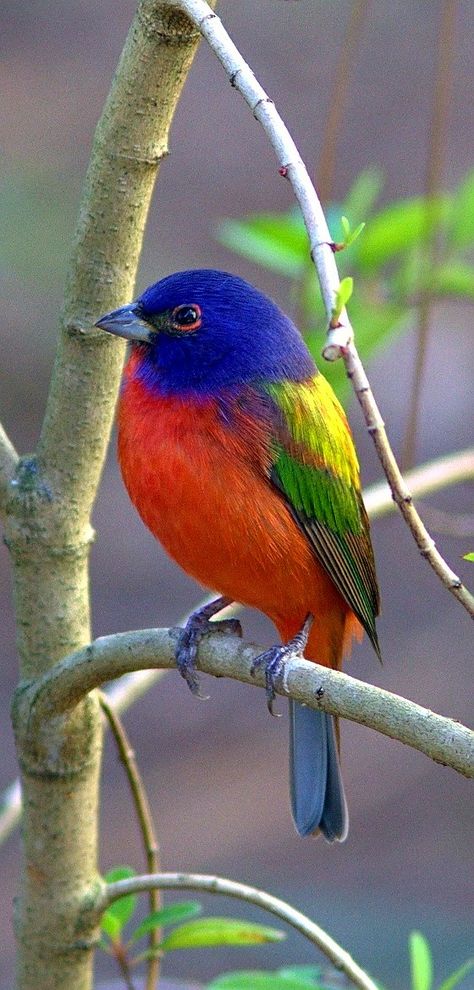 Colorful birds - Painted Bunting (male) - by Kenneth Cole Schneider Bunting Bird, Painted Bunting, Kinds Of Birds, Colorful Bird, Nature Birds, All Birds, Bird Pictures, Exotic Birds, Bird Drawings