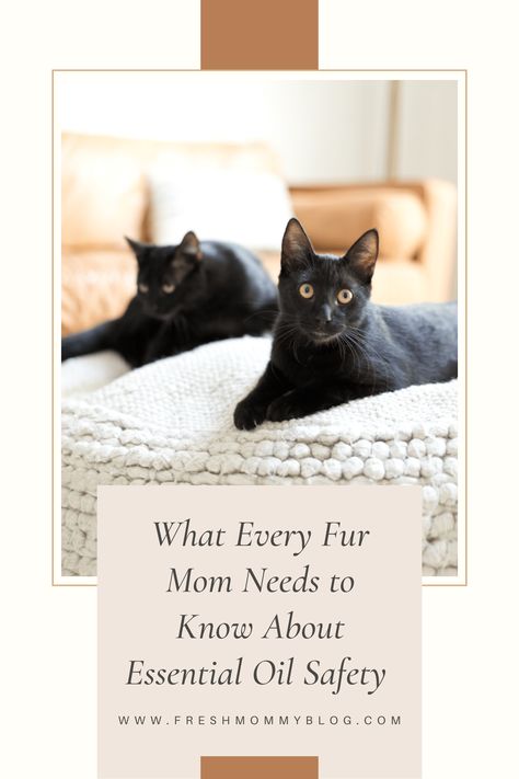 Essential Oil Safe for Cats | Fresh Mommy Blog Essential Oils Cats, Essential Oils For Fleas, Pine Needle Essential Oil, Christmas Diffuser Blends, Are Essential Oils Safe, Smelly Cat, Citrus Essential Oil, Chamomile Essential Oil, Frankincense Essential Oil