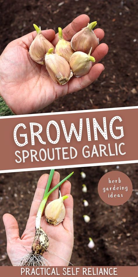 a hand holding sprouting garlic and planting sprouting garlic in the spring garden Regrow Garlic, Growing Garlic From Cloves, When To Plant Garlic, Spring Meaning, Garlic Garden, Spring Garlic, Grow Garlic, Garlic Bulbs, Planting Garlic