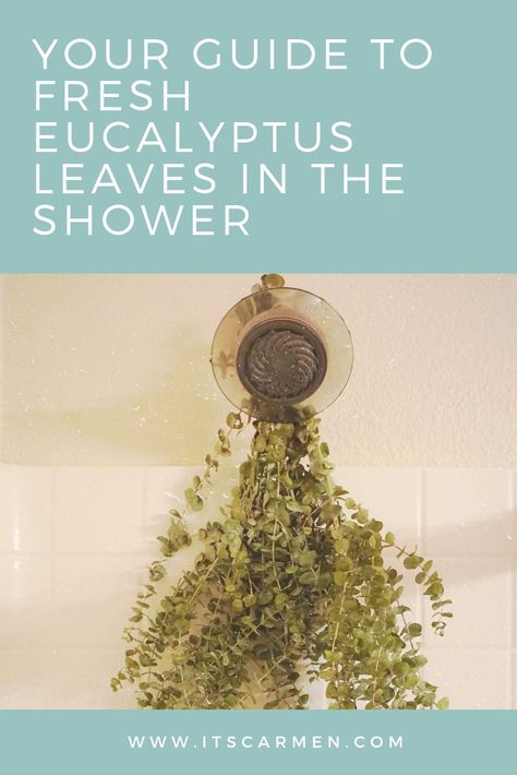 Fresh Eucalyptus Leaves: How Long Does Eucalyptus Last in the Shower? Where to Buy? / Carmen Varner // Food, Lifestyle, and Travel Blogger Eucalyptus Leaves Shower Head, Eucalyptus Leaves Uses, What To Do With Eucalyptus Leaves, Dried Eucalyptus Uses, Eucalyptus In Shower Bathroom, Eucalyptus Uses, Shower Eucalyptus, Diy Eucalyptus, Leaf Bouquet