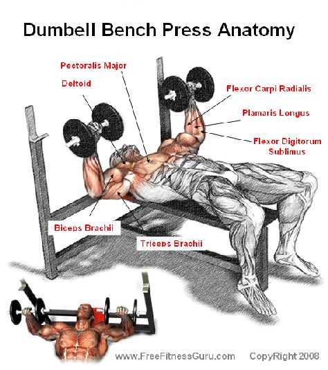 dumbell bench press anatomy MuscleUp Bodybuilding. ~ mikE™ Shoulder Training, Dumbbell Press, Bodybuilding Nutrition, Dumbell Workout, Weight Lifting Workouts, Muscle Anatomy, Chest Muscles, Weight Benches, Workout Chart