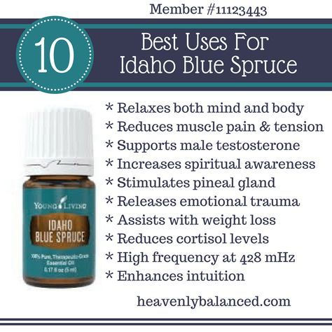 Idaho Blue Spruce Essential Oil, Diffuser Blends Young Living, Idaho Blue Spruce, Relax Mind, Spruce Essential Oil, Picea Pungens, Diy Essential Oil Recipes, Essential Oil Remedy, Young Living Essential Oils Recipes