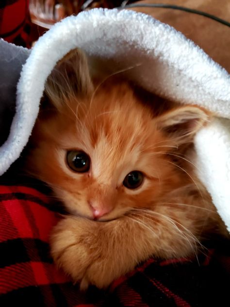 Little ginger boy Ginger Cat Pfp, Baby Loki, Ginger Boy, Ginger Cat, Kitten Pictures, Ginger Cats, Cat Room, Anime Pfp, Beautiful Cat