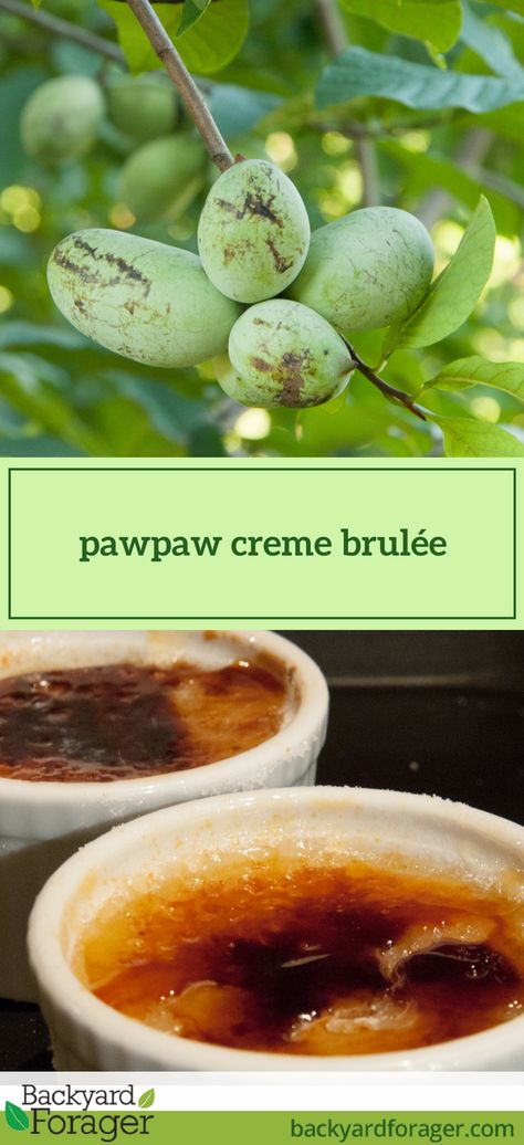 Paw Paw Recipe, Pawpaw Recipe, Pawpaw Fruit Recipes, Paw Paw Recipes, Pawpaw Bread Recipe, Pawpaw Recipes, Papaya Recipes, Creme Brulee Recipe, Foraged Food