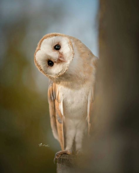 Barn Owl Wallpaper Cantik, Owl Photos, Bird Tattoo, Owl Pictures, Beautiful Owl, Owl Bird, Haiwan Peliharaan, Barn Owl, Cute Owl