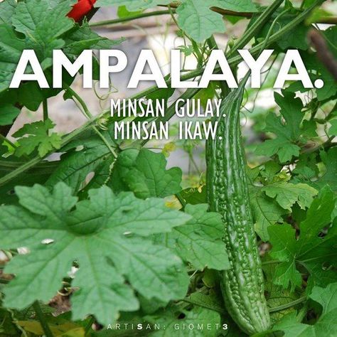 “Minsan Ikaw” Meme Takes Over the Internet: Trending, Minsan Twitter, Minsan Ikaw (sorry, we tried) Memes Pinoy, Momordica Charantia, Bitter Melon, Bitter Gourd, Herbal Plants, Happy House, All Vegetables, Ornamental Plants, Herbal Extracts