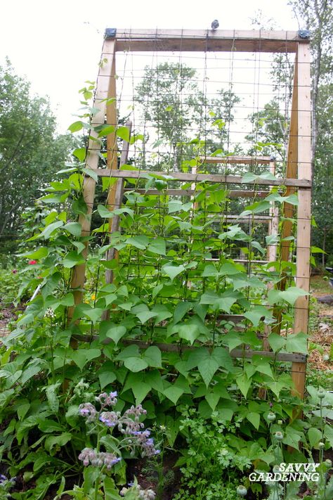 Pole Bean Support Ideas Bean Support Ideas, Bean Support, Pole Bean Trellis, Kids Tunnel, Cattle Panel Trellis, Teepee Trellis, Bean Trellis, Outdoor Restaurant Patio, Cattle Panels