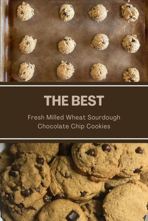 THE BEST Fresh Milled Wheat Sourdough Chocolate Chip Cookies  - Whole Wheat Sourdough Cookies, Ancient Grain Bread Recipe, Wheat Berry Recipes, Sourdough Chocolate Chip Cookies, Whole Wheat Cookies, Fresh Milled Flour, Whole Wheat Sourdough, Dessert From Scratch, Discard Recipes