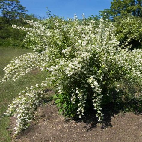 Mockorange Zone 4 10-12 feet tall and wide Mock Orange Bush, Mock Orange Shrub, Shady Plants, Orange Plants, Garden Design Layout Landscaping, Low Growing Shrubs, Mock Orange, Orange Plant, Dry Garden