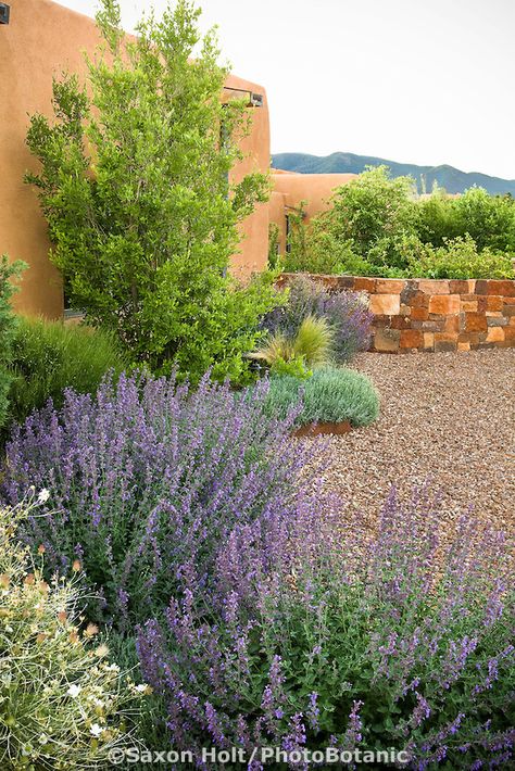 Adobe house by gravel driveway in New Mexico xeriscape, dry landscape, drought tolerant garden Adobe Garden, Desert Landscape Front Yard, Dry Landscape, High Desert Landscaping, Xeriscape Landscaping, Rock Steps, Yard Wall, Garden Library, Backyard Dreams