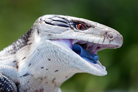 The blue\u002Dtongued skink waits until the last moment in an attack to scare off predators with the back of its scary tongue. Random Animals, Colorful Lizards, Blue Tongue Skink, Animal Inspiration, Animal Reference, Cute Reptiles, Awesome Animals, Australian Animals, Animal Photos