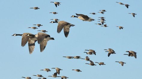 There are several possibilities, but in fall it's likely that these are family groups moving around, now that the yearlings can fly, in search of feeding grounds. Canada Geese raise their young near water, where the goslings can feed and if necessary dive or swim away to escape predators. In late Canada Geese Flying, Birds Flying Painting, Migration Birds, Flying Painting, Names Of Birds, Migrating Birds, Geese Flying, Scarlet Tanager, Canada Geese