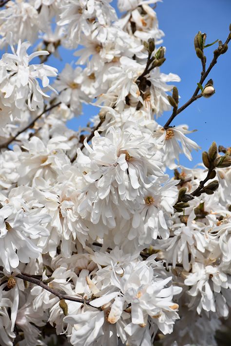 Click to view a full-size photo of Royal Star Magnolia (Magnolia stellata 'Royal Star') at Canyon Creek Nursery Royal Star Magnolia, Euonymus Alatus Compactus, Blue Star Juniper, Star Magnolia, Magnolia Stellata, Hydrangea Tree, Landscape Nursery, Low Maintenance Shrubs, Limelight Hydrangea