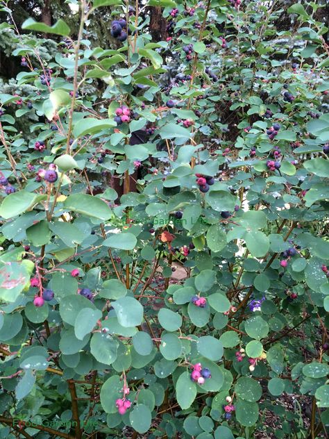 Serviceberry Tree Landscapes, Growing Saskatoon Berries, Saskatoon Serviceberry, Saskatoon Berry, Edible Landscape, Berry Plants, Landscape Inspiration, Berry Bushes, Garden Vegetable