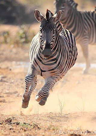 Zebra running scared from Lions by Neal Cooper, via Dreamstime Zebra Running, Zebra Tattoos, Zebra Pictures, Running Scared, Zebra Wallpaper, Running Photography, Six Sigma, Lean Six Sigma, Animal Print Wallpaper