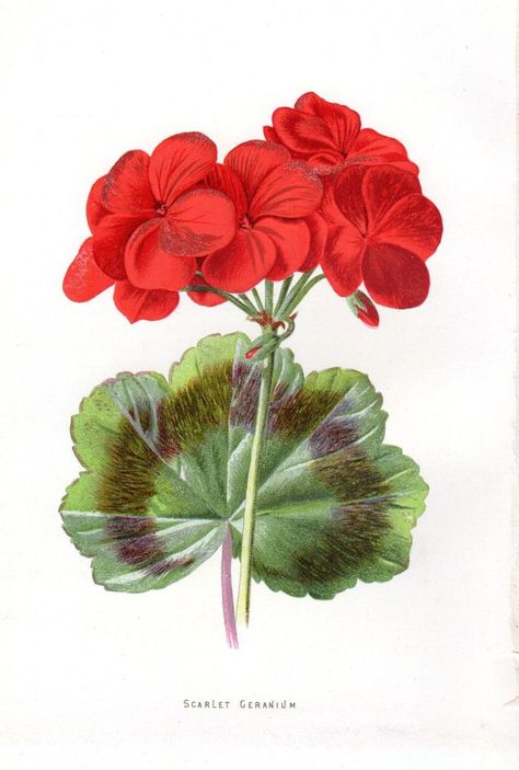 Geranium Tattoo, Red Flower Tattoos, Easy Flower Drawings, Antique Botanical Print, Christmas Artwork, Watercolour Inspiration, Watercolor Projects, Flower Red, Vintage Botanical Prints