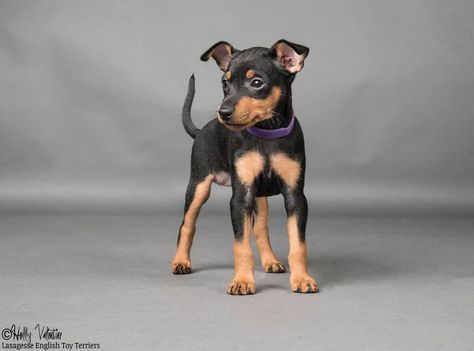 English Toy Terrier, Puppy List, Toy Terrier, Manchester Terrier, Min Pin, Puppy Cute, Very Cute Dogs, Terrier Puppies, Terrier Puppy