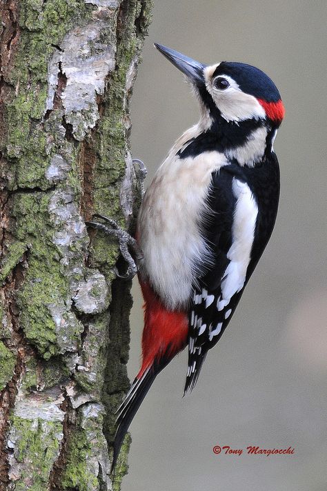 Woodpecker Art, Bird Paintings On Canvas, Wall Murals Diy, Spotted Woodpecker, Hummingbird Pictures, Sunflower Pictures, Rare Birds, Wood Burning Art, Water Art