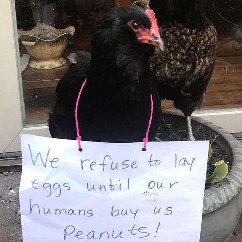 Chicken Shaming, Pet Shaming, Crazy Animals, Bad Eggs, Animal Shaming, Dog Shaming, Baby Chicks, A Chicken, Weird Animals