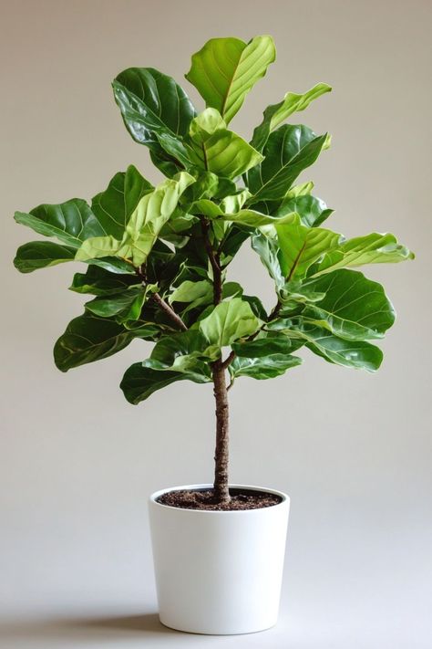 "Fiddle Leaf Fig (Ficus lyrata) is a stunning and sophisticated choice for any indoor space! 🌿🏡 With its large, glossy leaves and elegant silhouette, this plant adds a touch of natural beauty and modern style to your home decor. Perfect for brightening up a living room or office, the Fiddle Leaf Fig is a statement piece that thrives with proper care and attention. 🌱✨ #FiddleLeafFig #IndoorPlants #HomeDecor #GreenLiving" Plant Vegetables, Fiddle Fig, Indoor Trees, Ficus Lyrata, Fig Leaves, Fiddle Leaf, Fiddle Leaf Fig, Green Baby, Growing Herbs