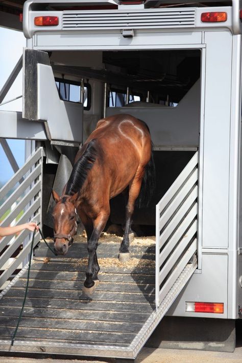 Horses In Trailer, Horse Loading Into Trailer, Horse In Trailer, Homesteading Equipment, Horse Transportation, Horse Medicine, Mustang Makeover, Horse Truck, Horse Camping