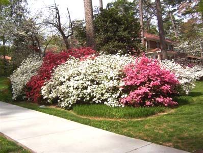 I can always tell I'm home when I start to see the Azealeas in the yards...North Carolina loves their Azealea Bushes! Azalea Hedge, March Landscape, Azalea Border, When To Plant Azalea Bushes, White Encore Azalea, Azaleas Landscaping, Southern Landscaping, Azaleas Care, Azalea Garden