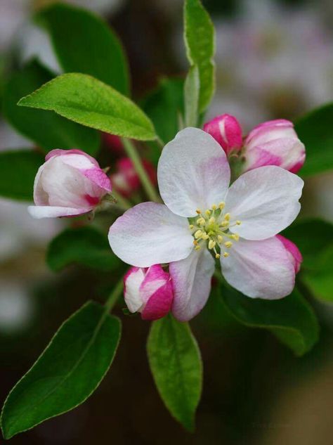 Apple Blossom Botanical Photos, Apple Blossoms, Floral Photo, Ink Ideas, Spring Blossom, Apple Blossom, Flowering Trees, Blossom Flower, Flower Beauty