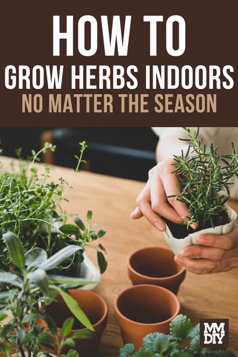 Grow Herbs Indoors, Herbs Medicine, How To Grow Herbs, Growing Herbs Indoors, Grow Herbs, Herbs Indoors, Growing Herbs, House Plant, How To Grow