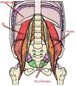 Spinal Degeneration, Psoas Release, Text Neck, Tight Hip Flexors, Psoas Muscle, Spine Health, Vagus Nerve, Neck And Back Pain, Glow Skin