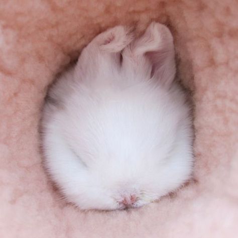 Snuggle bunny Nosara, Funny Bunnies, Baby Bunnies, Cute Animal Pictures, Cute Creatures, Sweet Animals, Cute Little Animals, 귀여운 동물