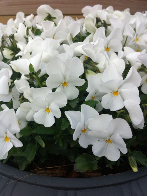 White Pansies, Pansy Garden, Viola Flower, Earth View, White Pot, Moon Garden, Petunias, Nature Design, Pansies