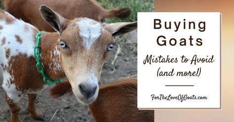 Buying Goats: Mistakes to Avoid (and more!) Totes Ma Goats, Goat Farming, Getting Started, Goats, Building, Animals