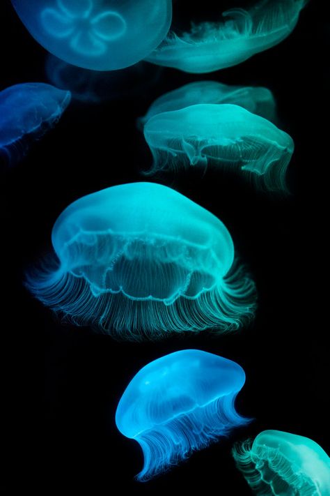 Delight in These 15 Photos That Capture the Exotic Undersea Lives of Jellyfish | Smithsonian Real Jellyfish, Deep Sea Jellyfish, Jellyfish Sting, Jellyfish Photography, Sea Urchin Shell, Science Stories, Jelly Fish, Weird Animals, Africa Travel