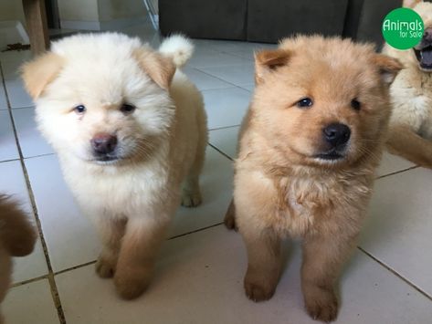 Alguns anúncios de hoje  - Raça: Chow Chow - Pedigree: Não - Proprietária: Rayana - Localidade: Duque de Caxias/RJ - Envio/entrega: Sim - cidades próximas  Contato da proprietária: 21-973778623  Cliquem na foto abaixo para mais informações  #chowchow #filhotesdechowchow Chow Chow, Pet, Dogs, Animals