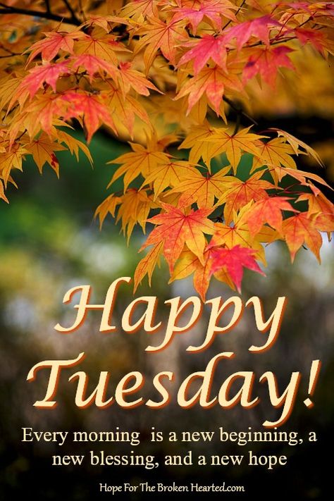 Happy Tuesday! Autumn Thursday Morning, Happy Thursday Quotes Inspiration, Happy Thursday Images Beautiful, Happy Thursday Good Morning, Good Morning Tuesday Wishes, Happy Thursday Pictures, Tuesday Wishes, Happy Tuesday Images, Happy Thursday Morning