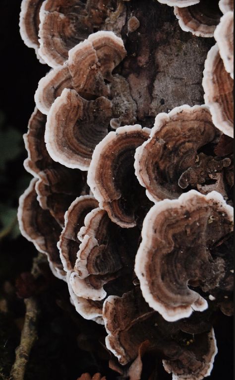 Brown Mushrooms Aesthetic, Oat Color Aesthetic, Brown Mushroom Aesthetic, Brown Earth Aesthetic, Brown Colour Aesthetic, Brown Forest Aesthetic, Brown And Grey Aesthetic, Hazel Color Aesthetic, Deep Brown Aesthetic