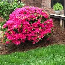 Azaleas Landscaping, Azaleas Care, Azalea Shrub, Colorful Shrubs, Azaleas Garden, Azalea Flower, Clematis Vine, Patio Plants, Flower Landscape