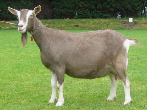 18 Best Goat Breeds for Milk and Meat Production Toggenburg Goat, Types Of Goats, Goat Breeds, Pet Goat, Raising Farm Animals, Goat Care, Cute Goats, Dairy Goats, Animal References