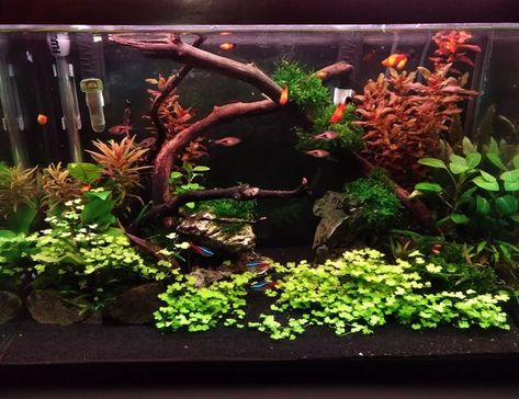 20 gallons freshwater fish tank (mostly fish and non-living decorations) - 6 weeks into new built Freshwater Fish Tank, Fish Tank Ideas, Java Moss, Tetra Fish, Aquarium Garden, Neon Tetra, Aquascape Design, Fish Tank Design, Tropical Fish Aquarium