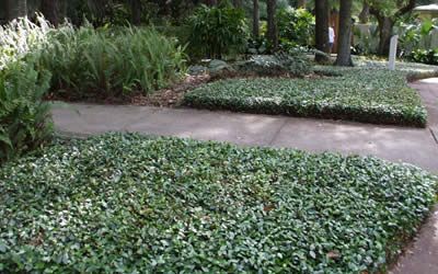 Asiatic Jasmine - Trachelospermum asiaticum - 18 Count Flat - 4" Pots - Trachelospermum - Asian Jasmine Jasmine Ground Cover, Asiatic Jasmine, Southern Landscaping, Asian Jasmine, Emerald Green Arborvitae, Leyland Cypress, Southern Living Plants, Ground Covers, Buy Plants Online