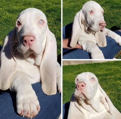 White Bassett Hound, Basset Hound Videos, Baby Basset Hound, Basset Puppies, Whippet Puppies, Puppy Dog Pictures, Hound Dogs, Basset Hound Puppy, Hound Puppies