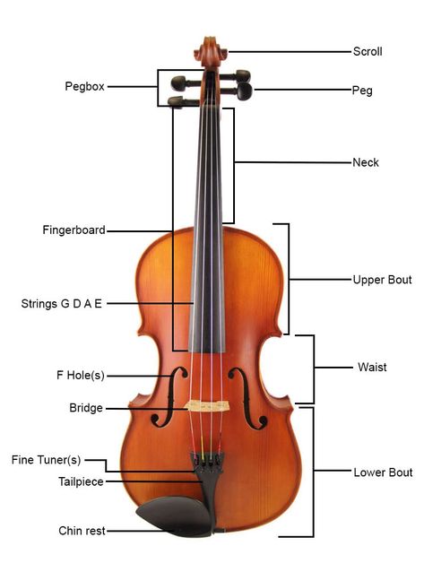 The parts of the Violin - A short glossary Parts Of The Violin, Violin Pics, Viola Instrument, Violin Practice, Violin Parts, Violin Lessons, Violin Sheet, Violin Sheet Music, Baby Activities