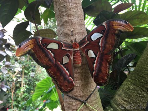 An Atlas Moth (Attacus atlas) Atlas Moth Tattoo, Atlas Moth Drawing, Attacus Atlas Moth Tattoo, Atlas Moth Tattoo Black And White, Atlas Moth Caterpillar, Large Moth, Magic Wings, Atlas Moth, Happy Emotions