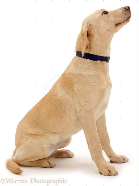 Dog Sitting Side View, Dog Body Reference, Dog Reference Photos For Artists, Labrador Reference, Sitting Dog Drawing Reference, Dog Sitting Reference, Dog Looking Up, Dog Reference Poses, Dog Pose Reference