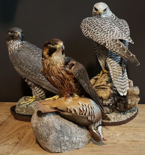 Falcons Bird, Falcon Art, Bird Taxidermy, Taxidermy Decor, Animal Taxidermy, Anatomy Sculpture, Taxidermy Art, Taxidermy Mounts, Vulture Culture